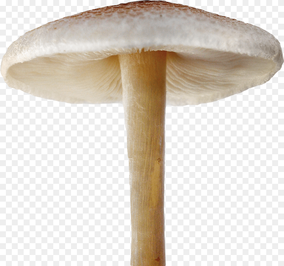 Mushroom Image For Mushroom, Agaric, Amanita, Fungus, Plant Free Png