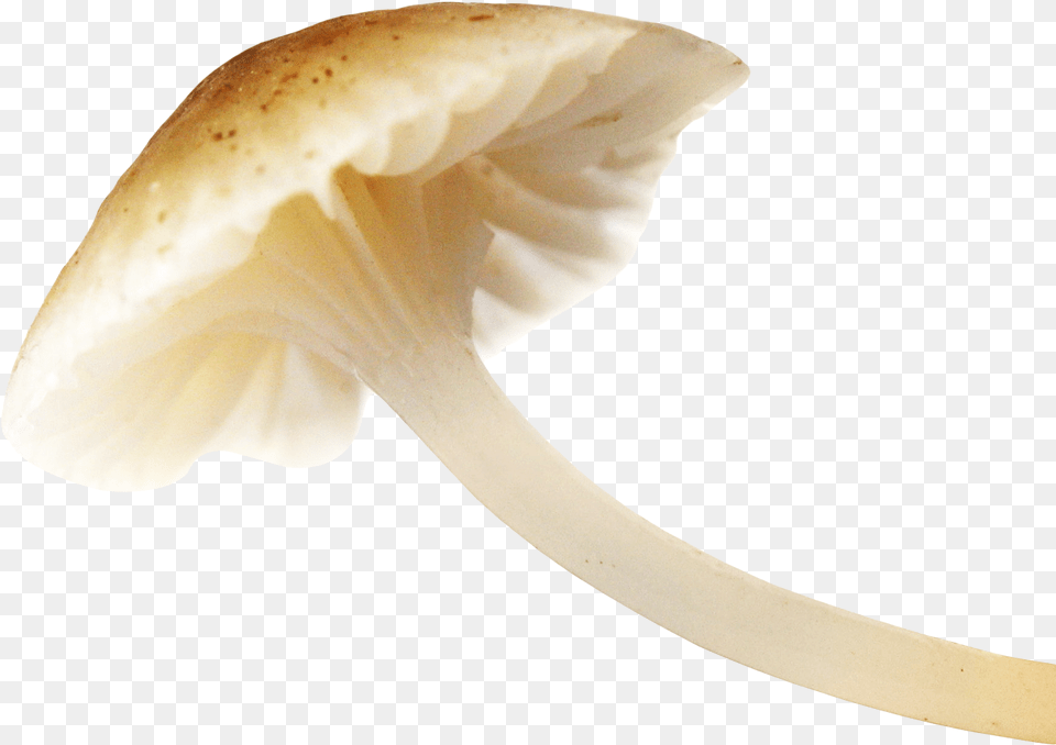 Mushroom Image Mushroom, Agaric, Amanita, Fungus, Plant Free Png