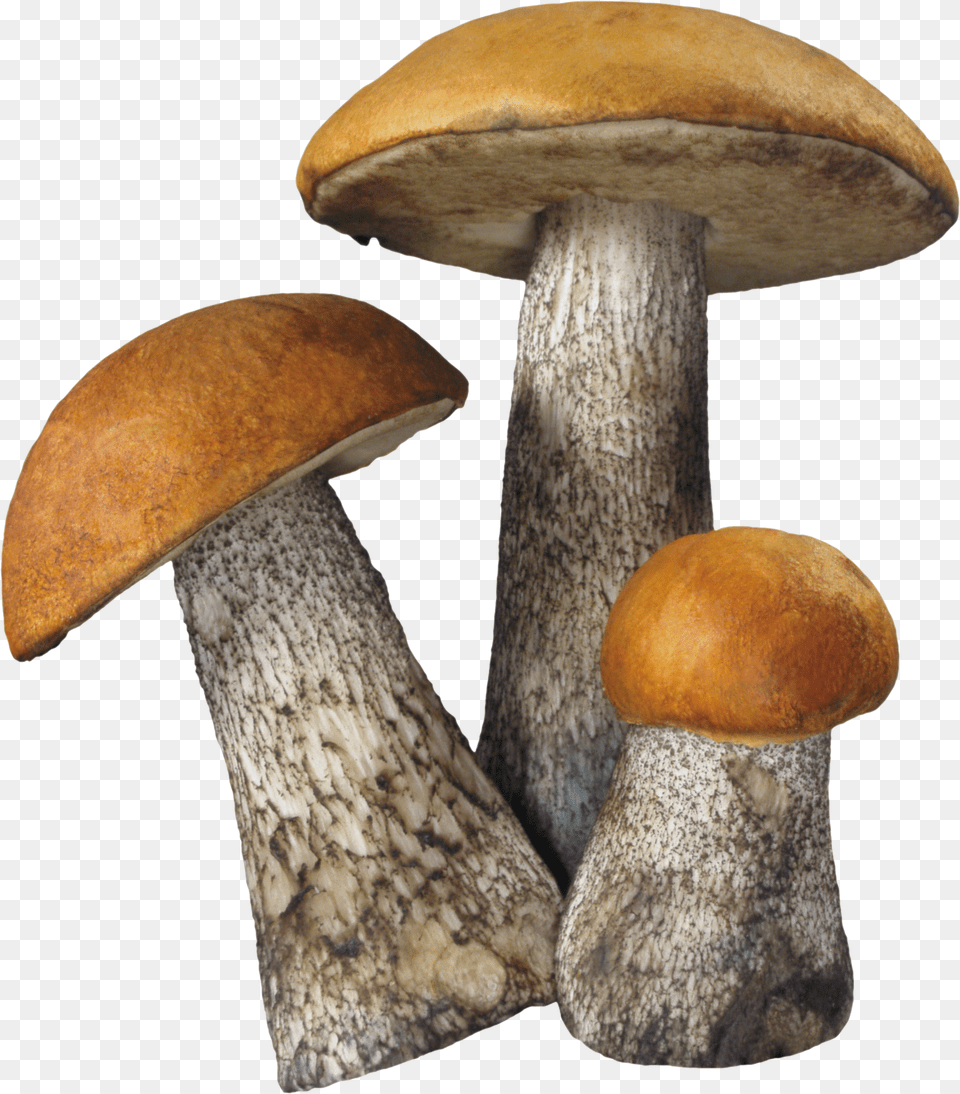 Mushroom Mushroom, Person, Animal, Dinosaur, Reptile Png Image