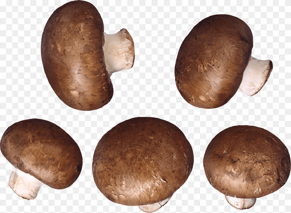 Mushroom Image Mushrooms Transparent Background, Fungus, Plant, Bread, Food Free Png