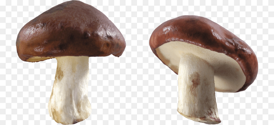 Mushroom Images Mushroom, Fungus, Plant, Agaric, Amanita Png