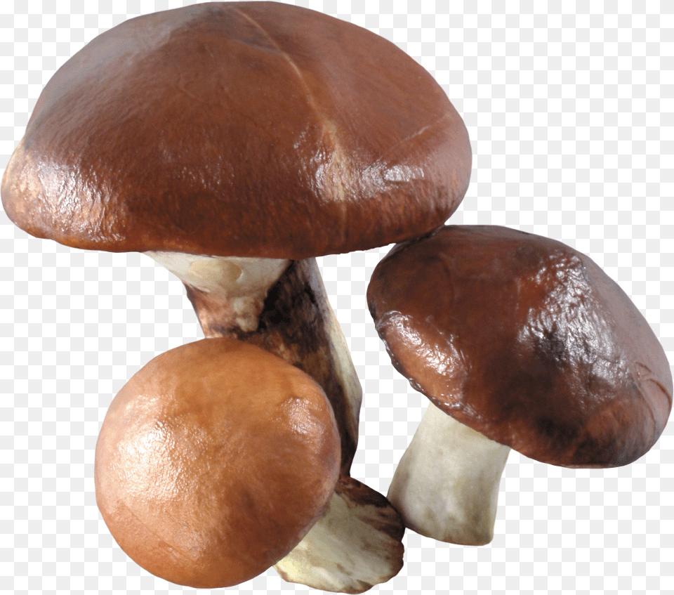 Mushroom Images Transparent Brown Mushroom Free Png