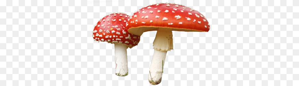 Mushroom Images Transparent Download, Agaric, Amanita, Fungus, Plant Free Png