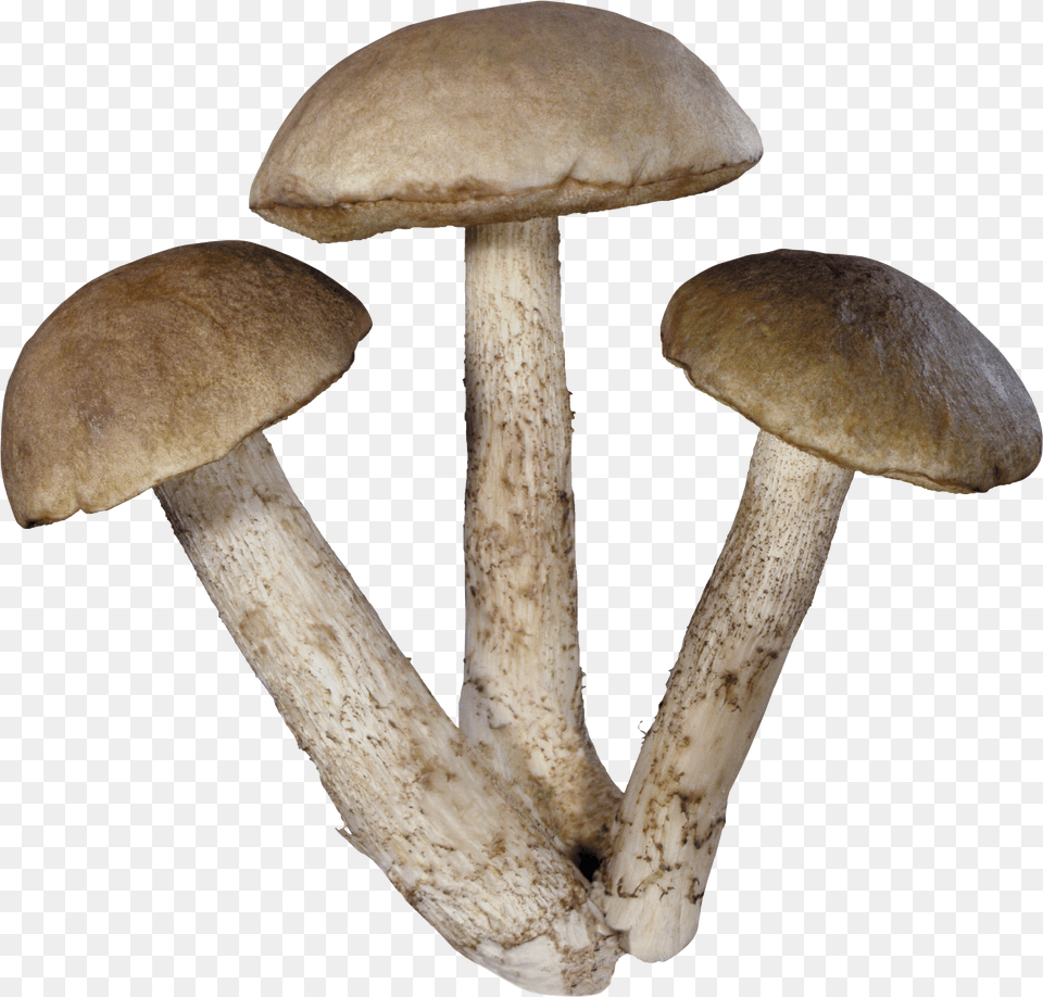 Mushroom Mushrooms Png