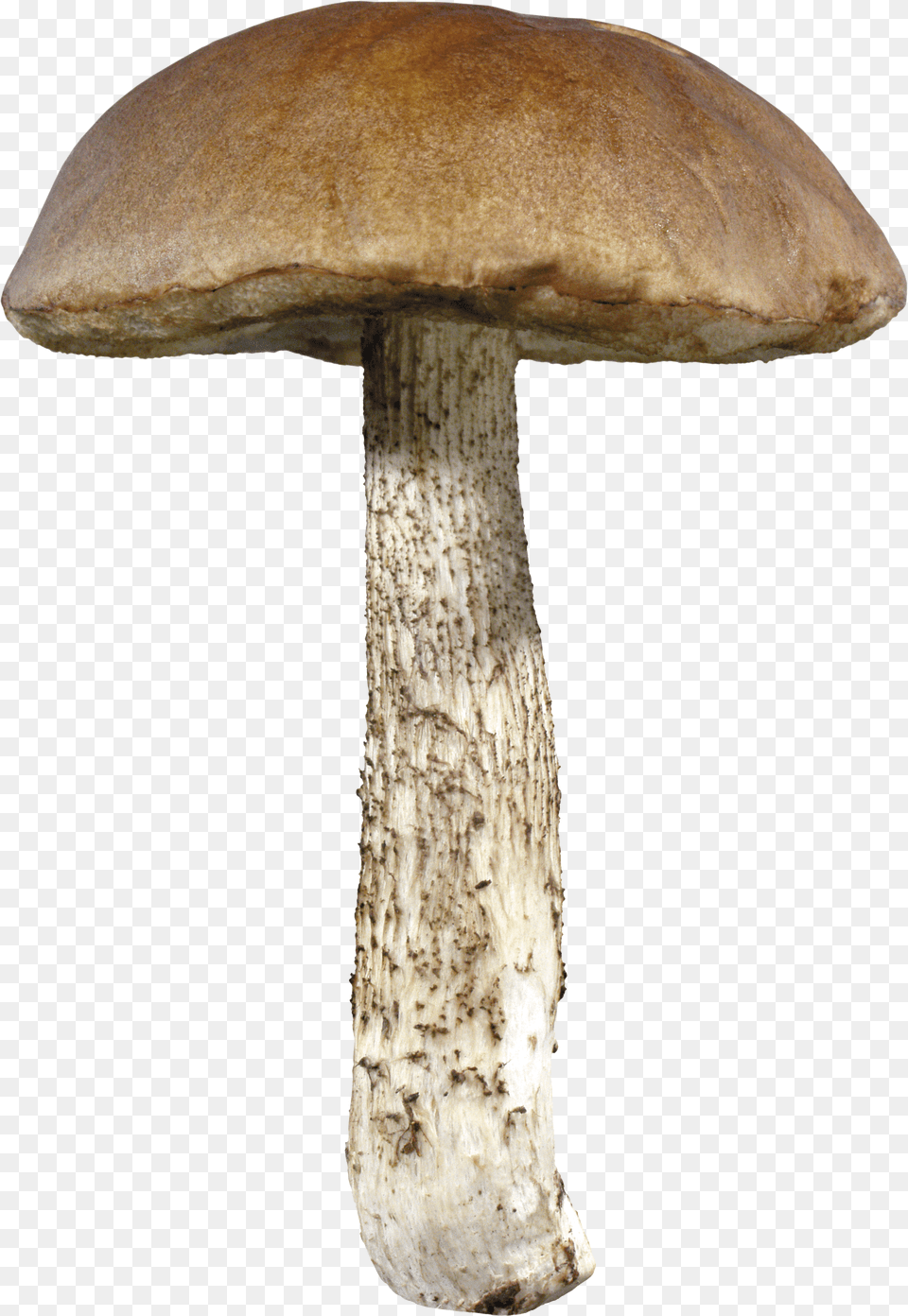 Mushroom Mushrooms Free Png