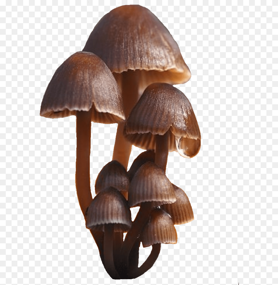 Mushroom Mushrooms Fungi Brown Oyster Mushroom, Fungus, Plant, Agaric, Amanita Png