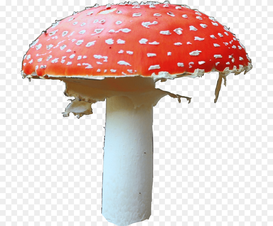 Mushroom Mushrooms Libertycap Shrooms Shroom Tripping Mushroom, Fungus, Plant, Agaric, Amanita Free Transparent Png
