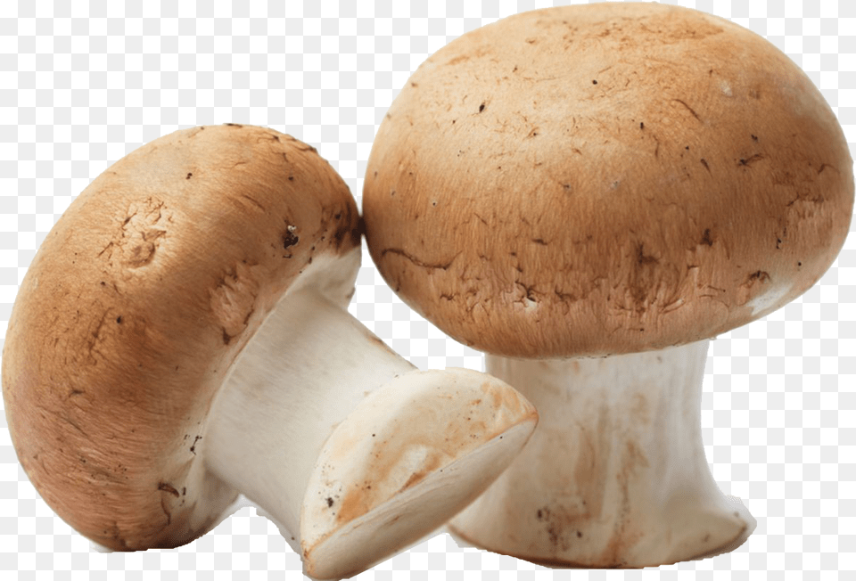 Mushroom Pic Mushroom, Fungus, Plant, Agaric, Amanita Free Png Download