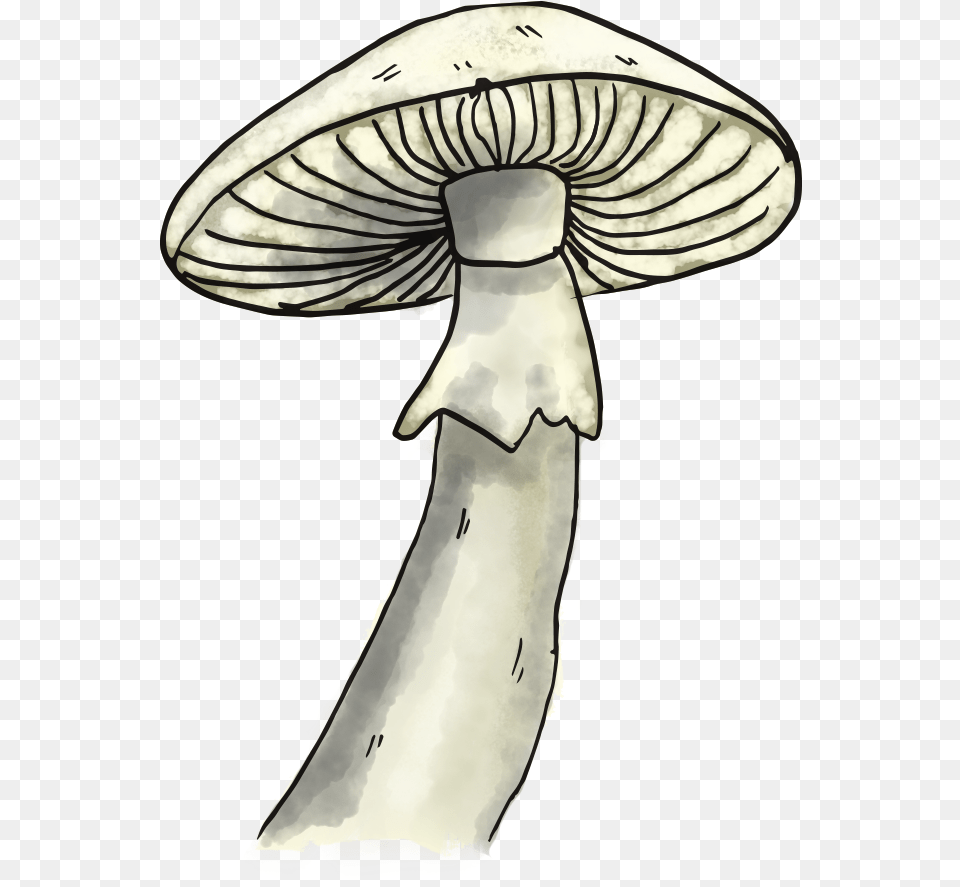 Mushroom Pleurotus Eryngii, Agaric, Fungus, Plant, Amanita Free Png