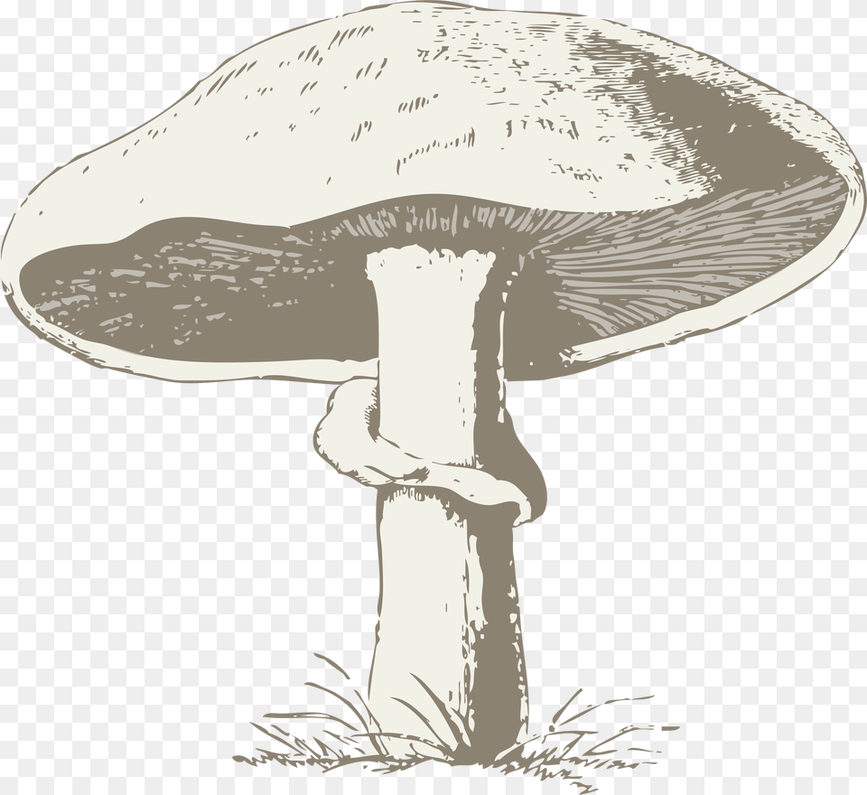 Mushroom Poisonous Toxic Picture Transparent Mushroom Line Art, Fungus, Agaric, Amanita, Plant Free Png