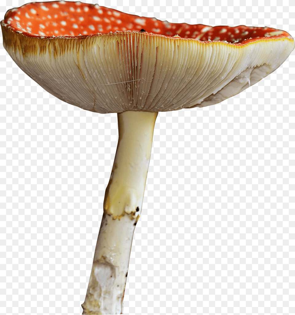 Mushroom Russula Integra, Agaric, Amanita, Fungus, Plant Free Png