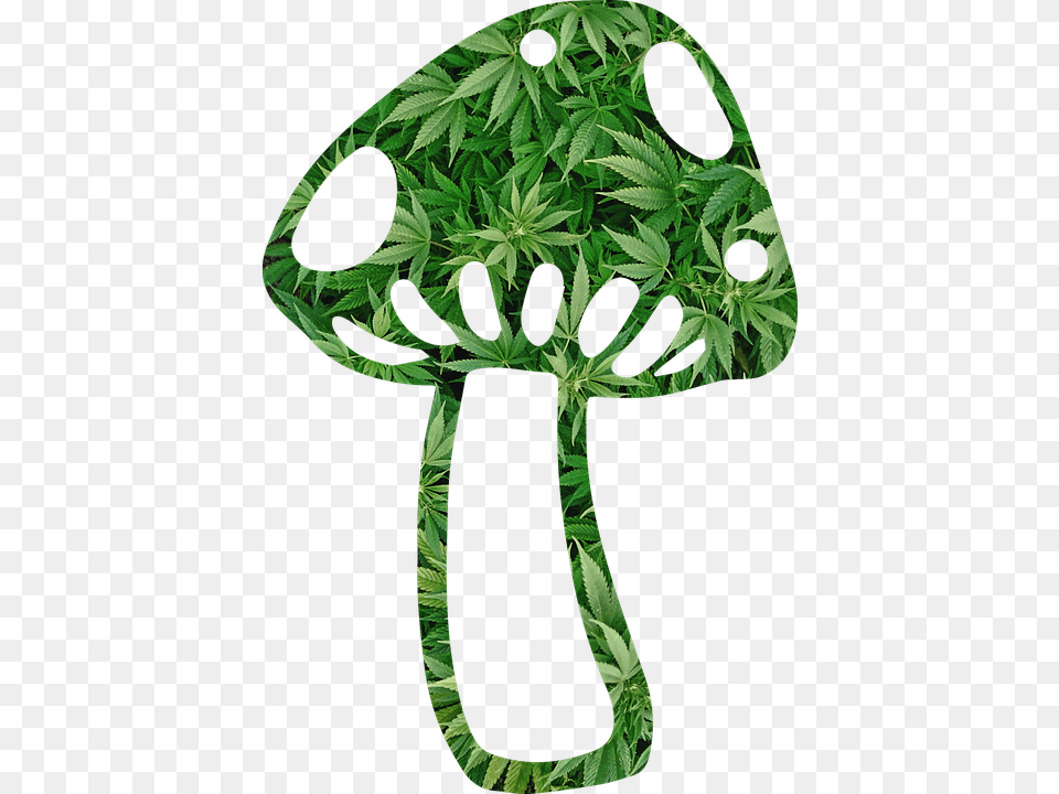 Mushroom Shroom Weed Fungi Fungus Psychedelic Mushroom And Weed, Leaf, Plant, Green, Accessories Free Png