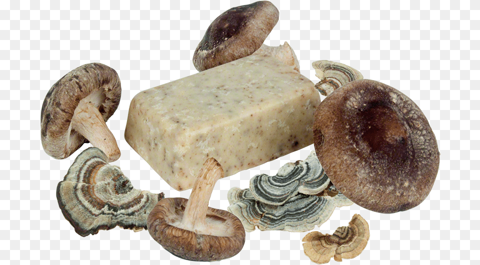 Mushroom Soapdata Rimg Lazydata Rimg Scale Eumenidae, Fungus, Plant, Agaric Free Png