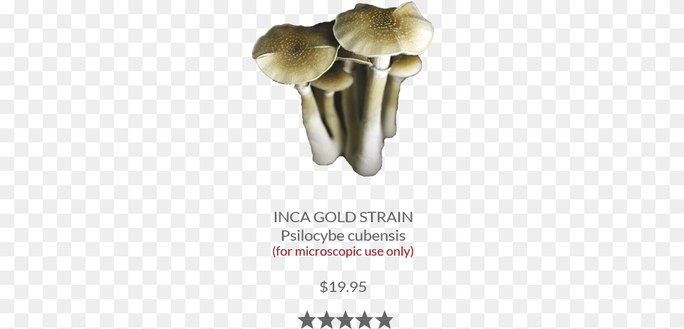 Mushroom Spores Magic Mushrooms, Advertisement, Fungus, Plant, Poster Png Image