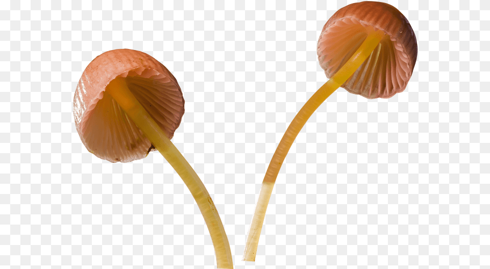 Mushroom Transparent Background Mushroom, Agaric, Amanita, Fungus, Plant Free Png