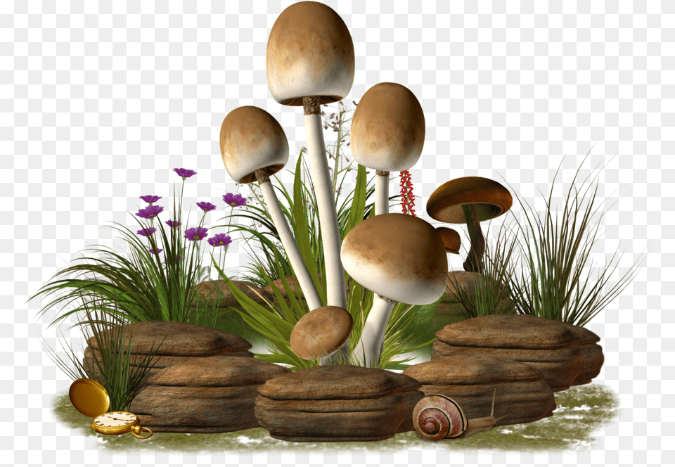Mushroom Transparent Image Mushroom, Fungus, Plant, Flower, Flower Arrangement Free Png Download