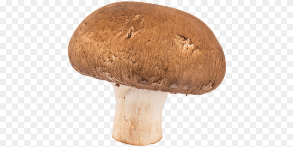 Mushroom Transparent Image Mushroom, Agaric, Amanita, Fungus, Plant Free Png Download