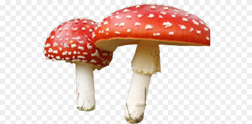 Mushroom Transparent Images 1 400 X 279 Webcomicmsnet Mushroom Transparent, Agaric, Amanita, Fungus, Plant Free Png