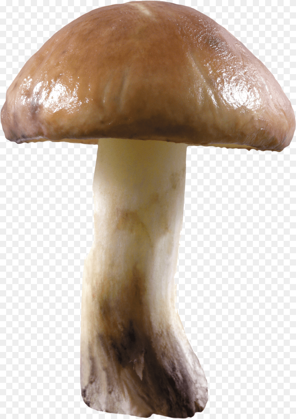 Mushroom Mushroom Without Background, Fungus, Plant, Agaric, Amanita Free Transparent Png