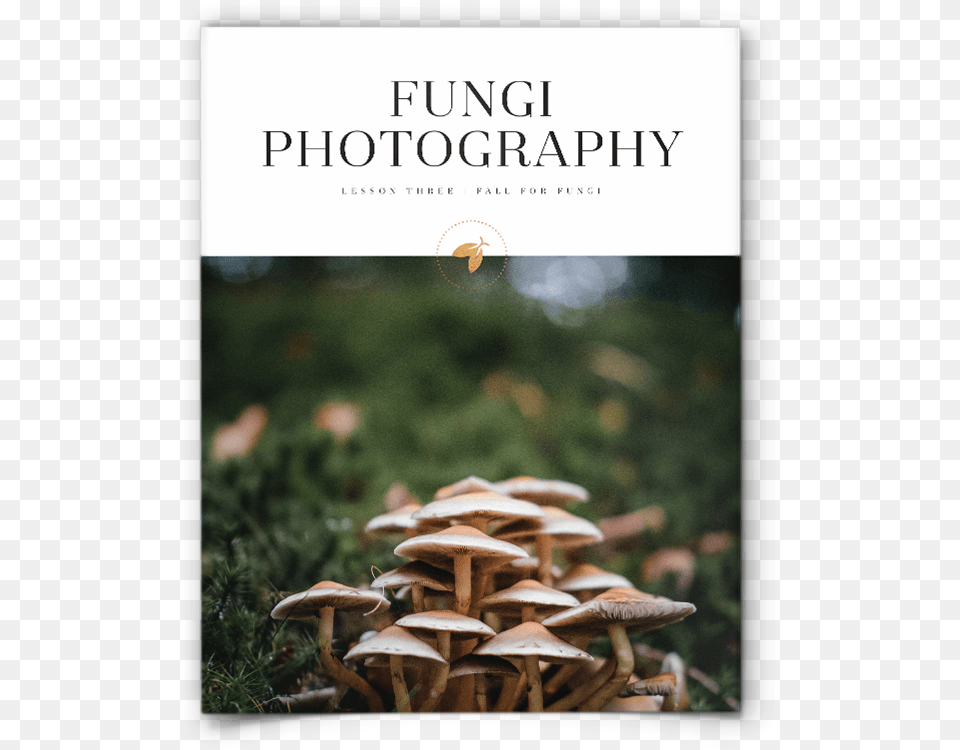 Mushroom Wallpaper Ipad Pro, Fungus, Plant, Agaric, Amanita Free Png Download