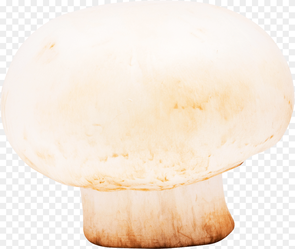 Mushroom Wood, Fungus, Plant, Agaric, Amanita Png