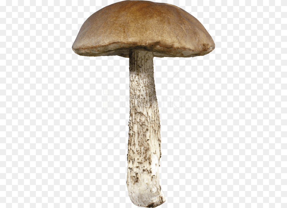 Mushroompenny Bunagaricboleteedible Mushroommedicinal Mushroom, Agaric, Fungus, Plant, Amanita Free Transparent Png