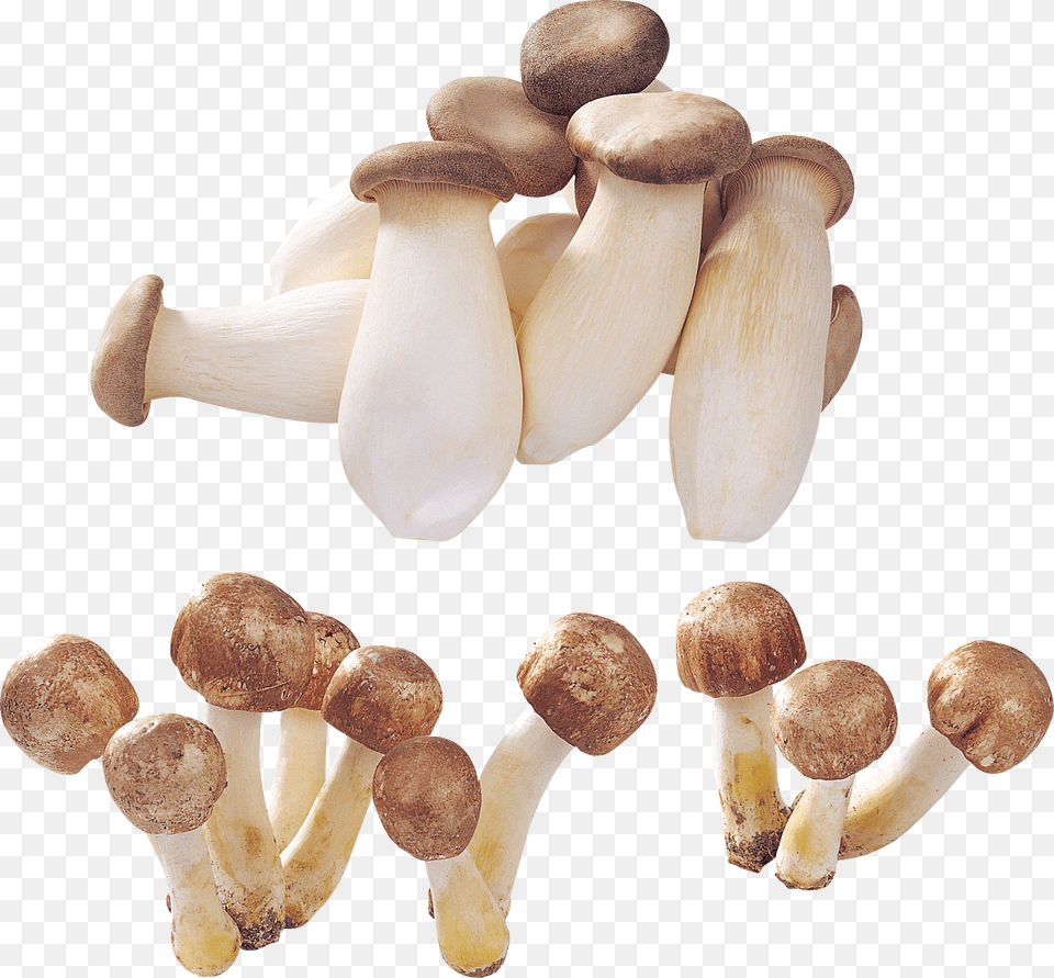 Mushrooms Png