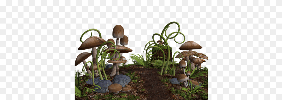 Mushrooms Fungus, Plant, Agaric, Mushroom Free Png