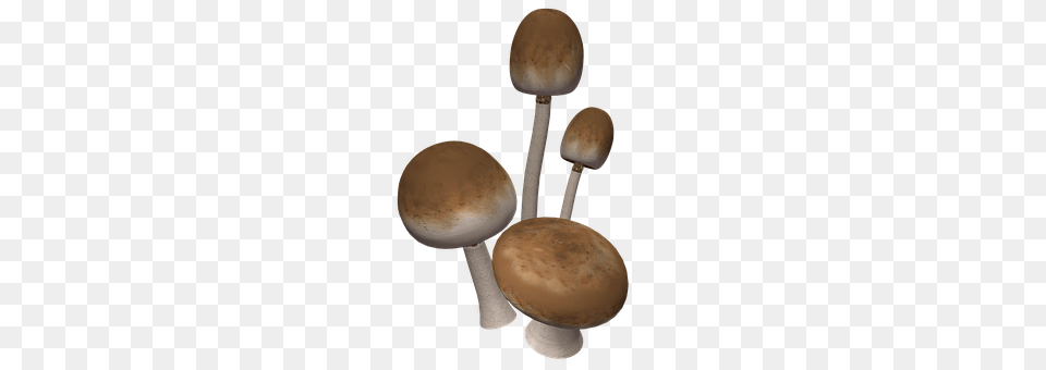 Mushrooms Fungus, Mushroom, Plant, Agaric Png