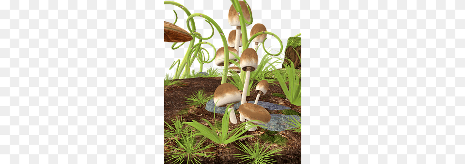 Mushrooms Fungus, Plant, Agaric, Mushroom Png