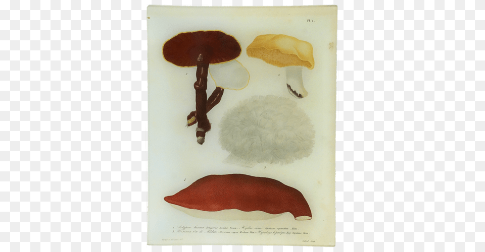 Mushrooms, Fungus, Plant, Person, Agaric Png Image