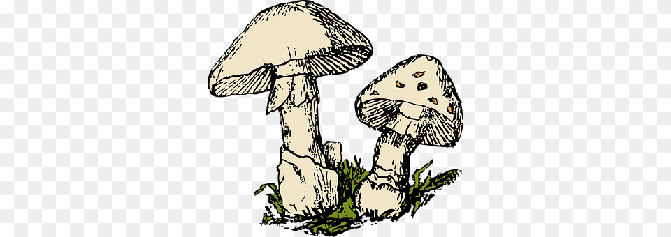 Mushrooms Baby, Person, Agaric, Fungus Png Image