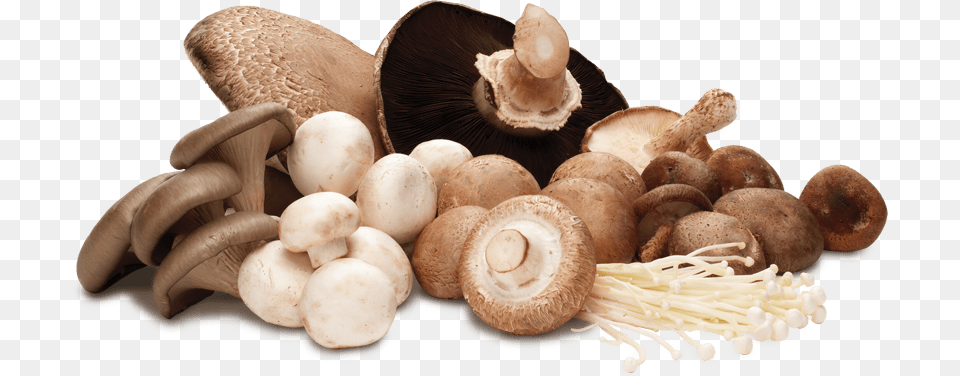 Mushrooms, Fungus, Plant, Mushroom, Agaric Free Png