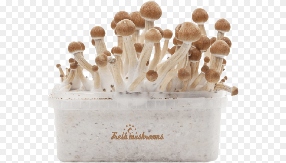 Mushrooms, Fungus, Mushroom, Plant, Agaric Free Png