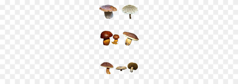 Mushrooms Fungus, Mushroom, Plant, Agaric Free Png Download