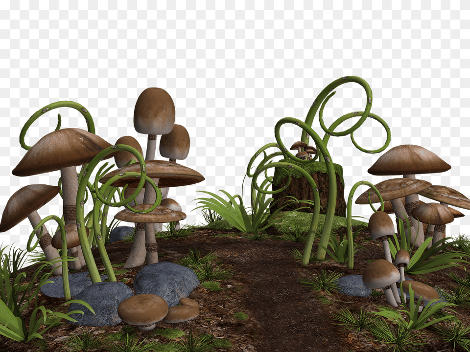Mushrooms Along Path, Fungus, Plant, Agaric, Mushroom Free Transparent Png