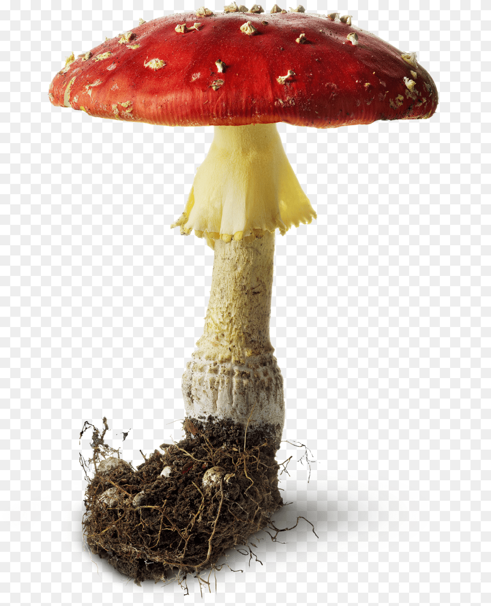 Mushrooms And Toadstools Free Icons And Hongo, Fungus, Plant, Agaric, Amanita Png