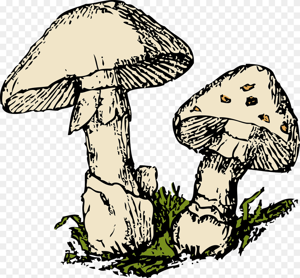 Mushrooms Clipart, Baby, Person, Agaric, Fungus Png