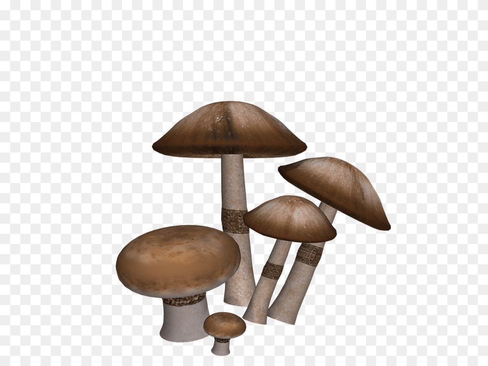 Mushrooms Collection Transparent, Fungus, Plant, Mushroom, Agaric Png Image