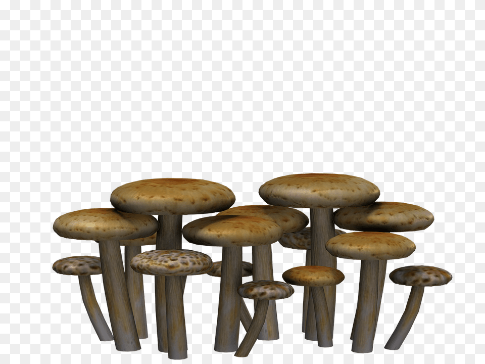 Mushrooms Flat Heads, Fungus, Plant, Agaric, Mushroom Free Png