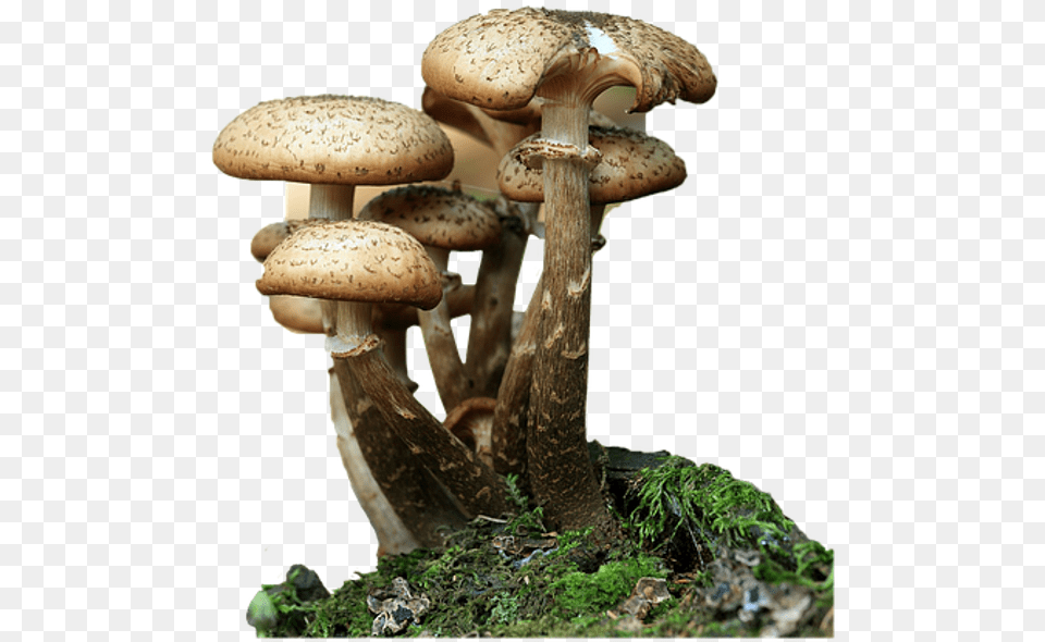 Mushrooms Forest Nature Foreground Background Mushrooms 20 Simple To Advanced Techniques, Fungus, Plant, Agaric, Amanita Png