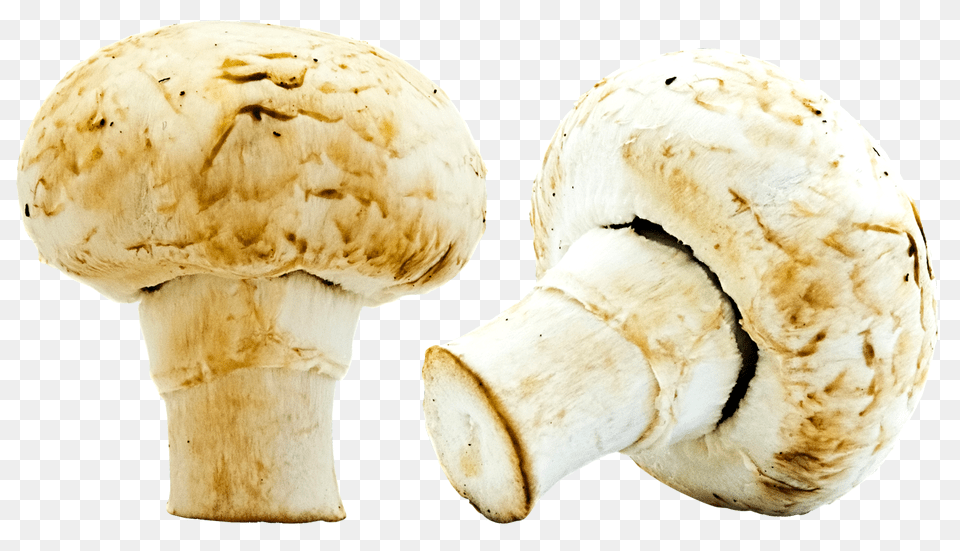 Mushrooms Fungus, Plant, Mushroom, Agaric Png Image