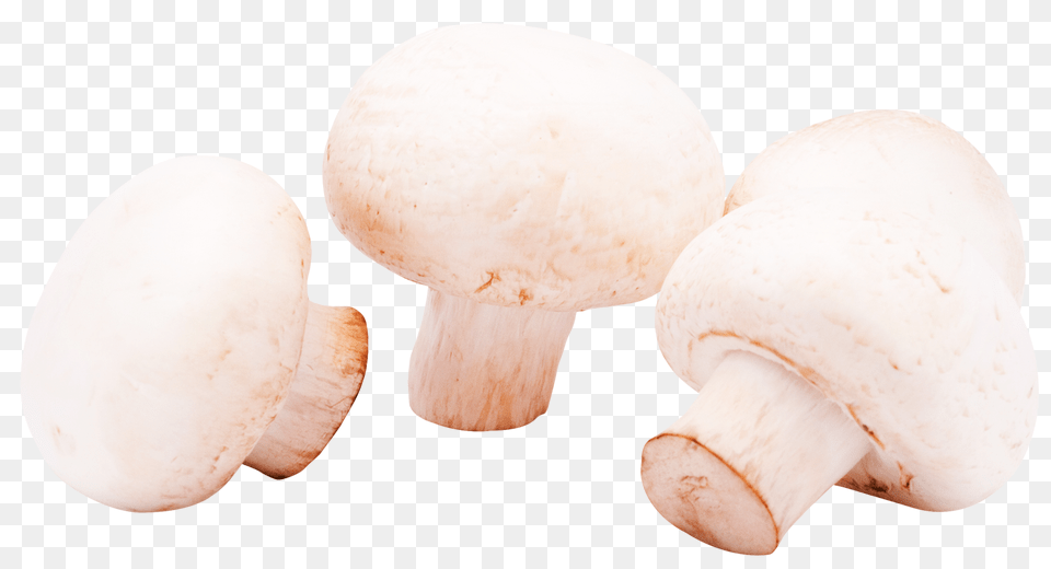 Mushrooms Image, Fungus, Plant, Mushroom, Agaric Free Png