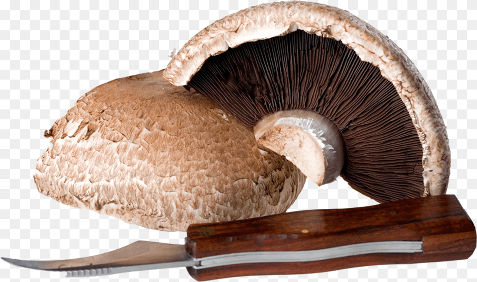 Mushrooms Shiitake, Fungus, Plant, Mushroom, Agaric Free Png Download
