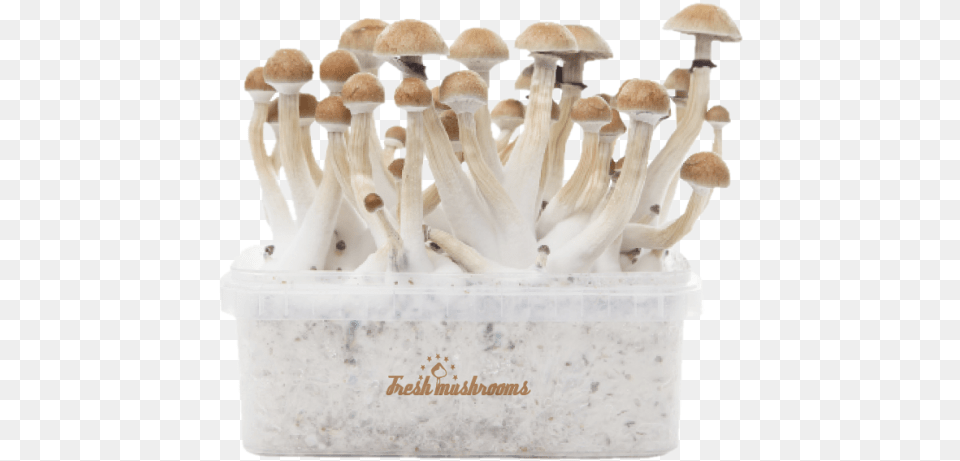 Mushrooms Thai Grow, Fungus, Plant, Mushroom, Agaric Free Png Download
