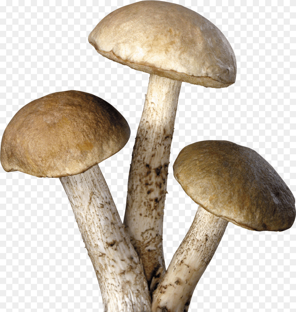 Mushrooms Transparent Background Free Png