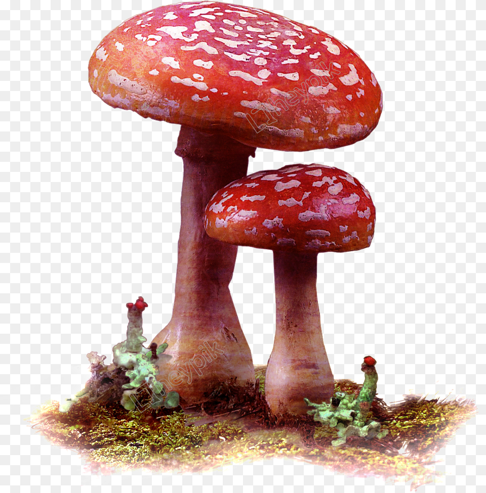 Mushrooms Vector Wild Mushroom Red Mushrooms, Fungus, Plant, Agaric, Amanita Free Png