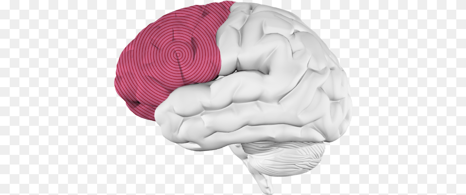 Music And The Brain What Happens When Youu0027re Listening To Frontal Lobe Only, Baby, Person, Clothing, Hat Free Transparent Png