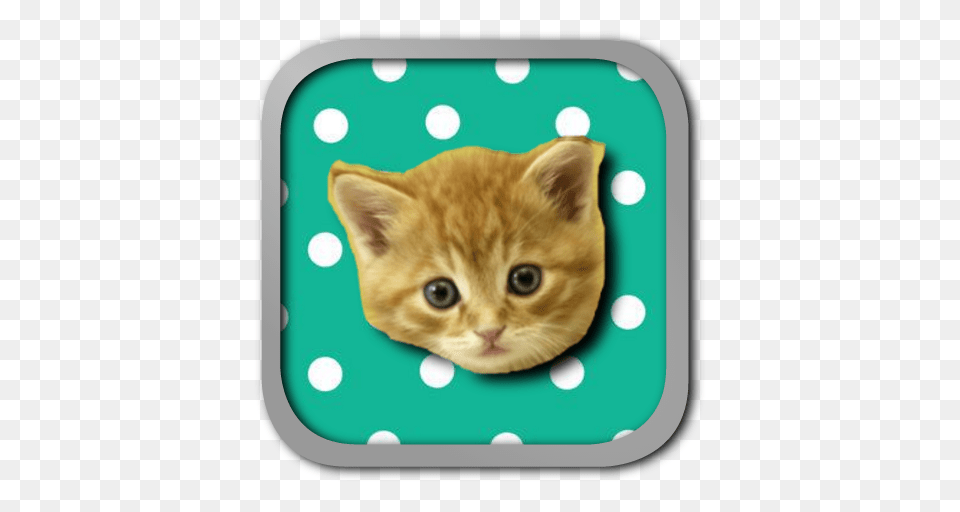 Musical Kittens Appstore For Android, Animal, Cat, Kitten, Mammal Png