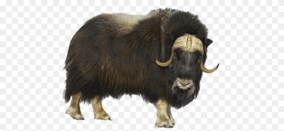 Musk Ox, Animal, Bull, Cattle, Livestock Free Png Download
